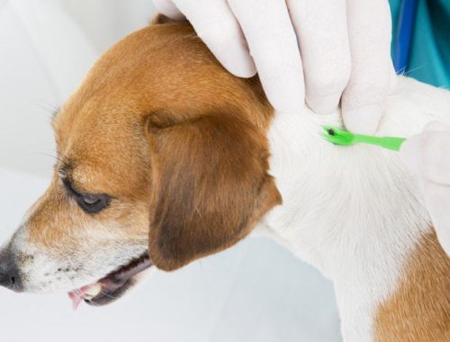 Veterinarian parasite mite removes of the dog's skin