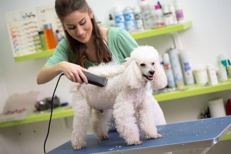 The Best Dog Grooming Clippers