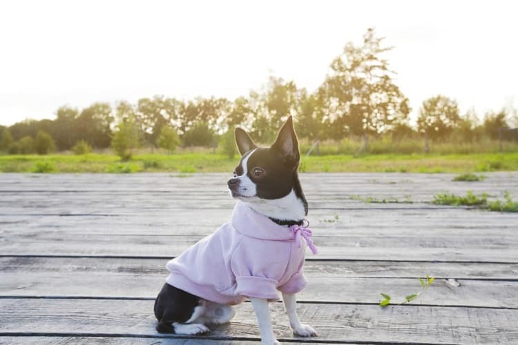 The Best Dog Hoodies