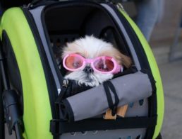 The Best Dog Strollers