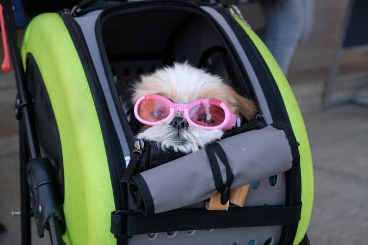 The Best Dog Strollers