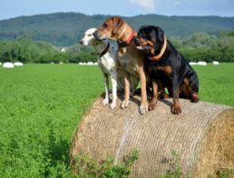 The Best GPS Dog Trackers