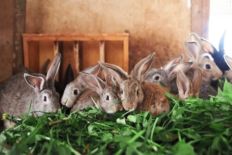 The Best Outdoor Rabbit Hutches