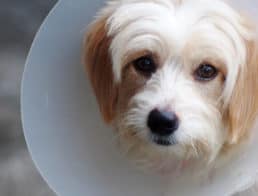 Dog with cone on head