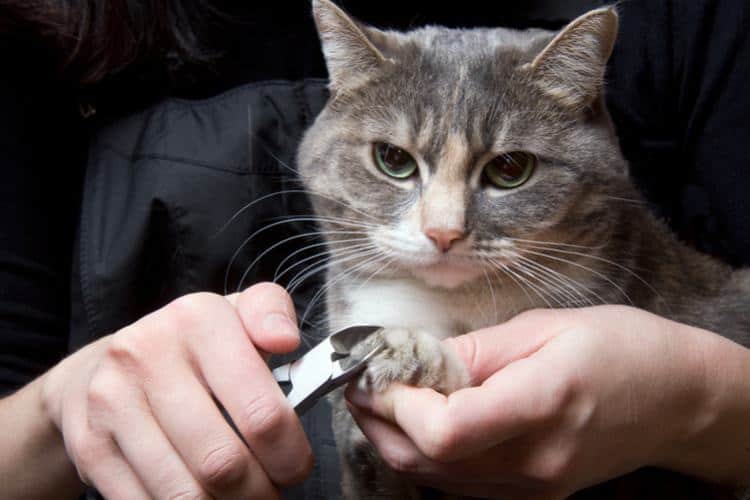 Person trimming a cat's nails