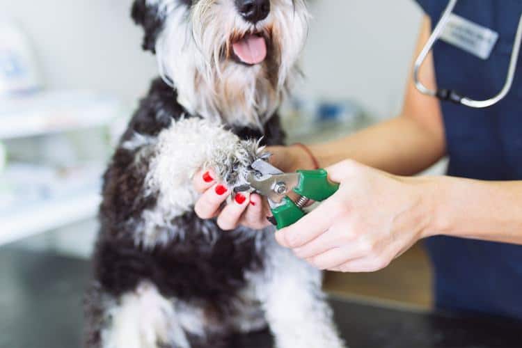 Vet trimming a dog's nails