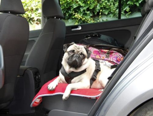 The Best Dog Car Seats & Booster Seats