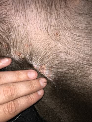 bumps on dog's skin