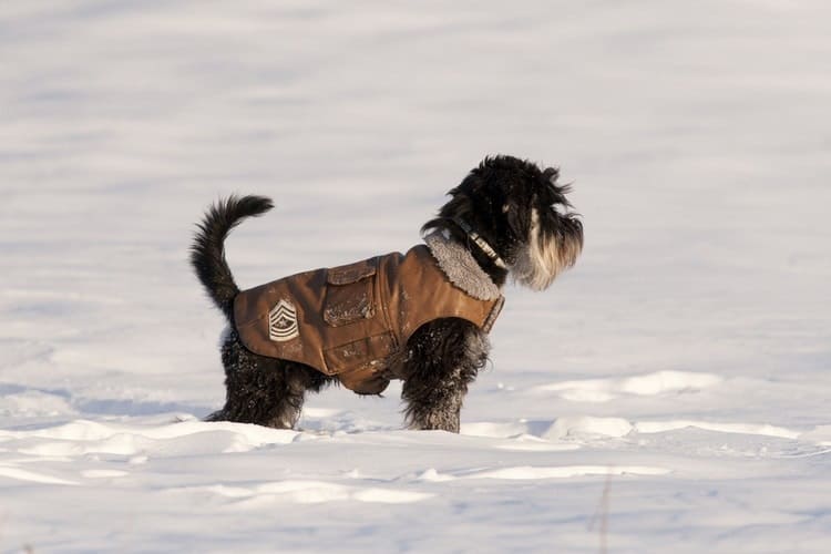 The Best Dog Winter Coats