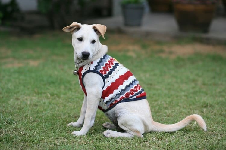 The Best Large Dog Sweaters