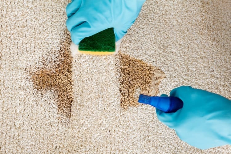 The Best Pet Carpet Cleaners