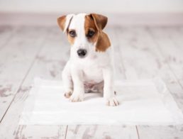Puppy sitting on a puppy training pad for potty training