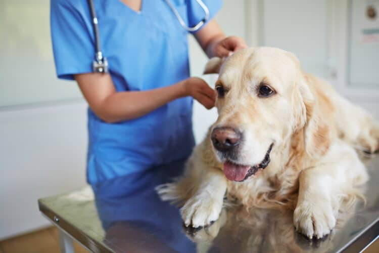 Dog at veterinarian