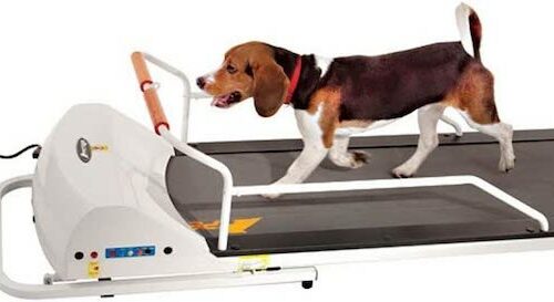 GOPET dog treadmill
