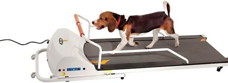 GOPET dog treadmill
