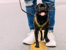Walking a Dog