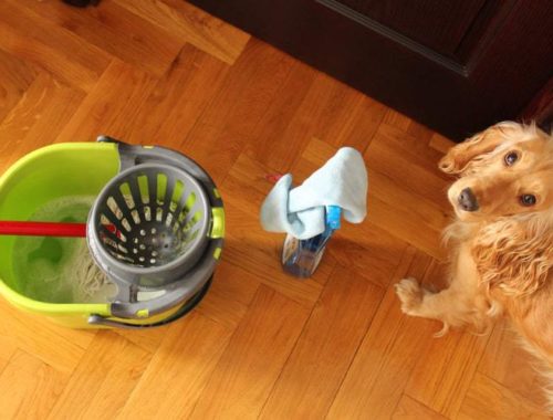 Dog and house cleaning equipment