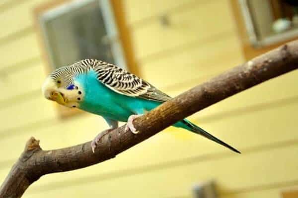 How to Clean Your Parakeet