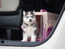 The Best Dog Travel Crates