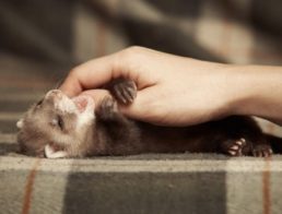 How to Take Care of a Ferret