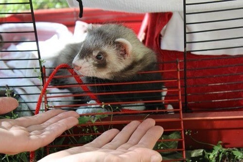 How to Clean Your Ferret's Cage