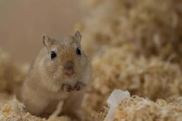 How to Clean Your Gerbil's Tank