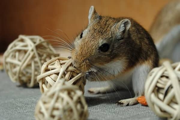 How to Tell If Your Gerbil Is Happy and Healthy