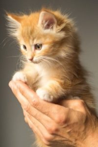 How to tell if your kitten is healthy and happy