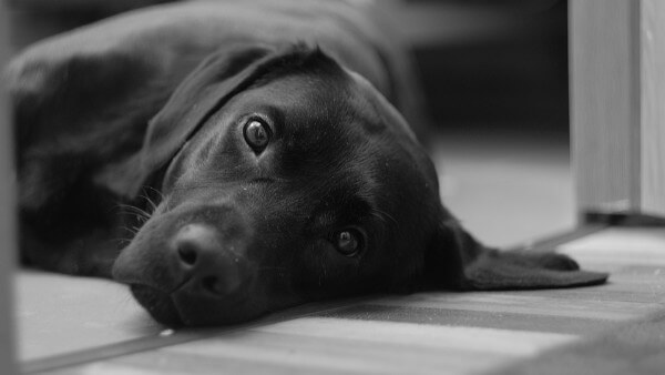 How to Set Up for Your Labrador Retriever