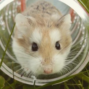 How to Clean Your Mouse's Cage