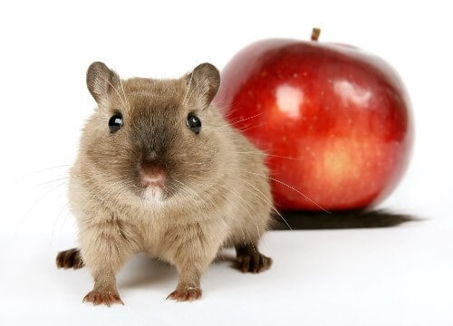 How to Feed Your Mouse