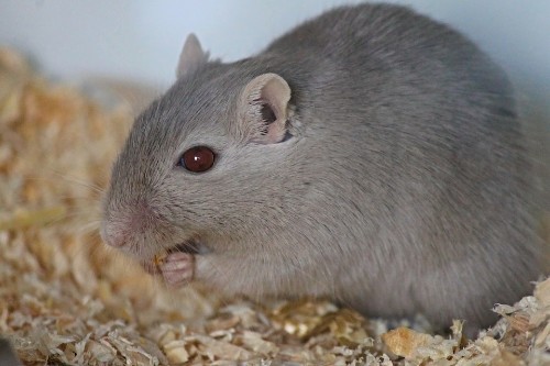 How to Tell If Your Mouse Is Happy and Healthy