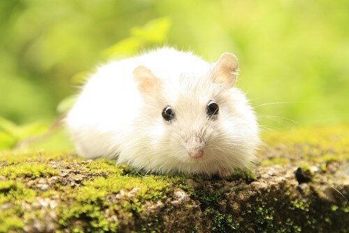 How to Clean Your Mouse