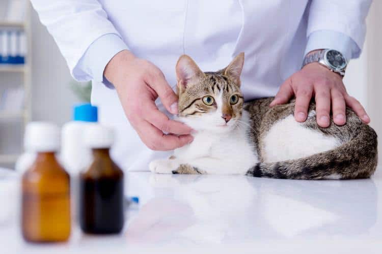 Cat at Vet