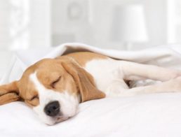 Dog Sleeping