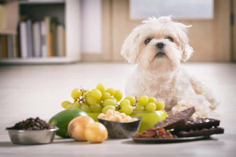Dog and Toxic Foods