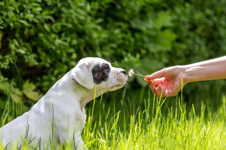 Dog sniffing a flower