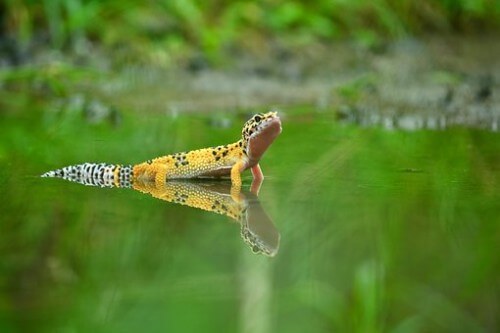 How to Clean Your Leopard Gecko