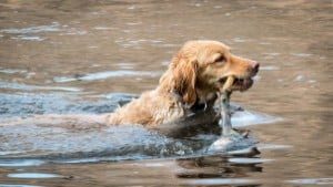 How to Wash Your Golden Retriever