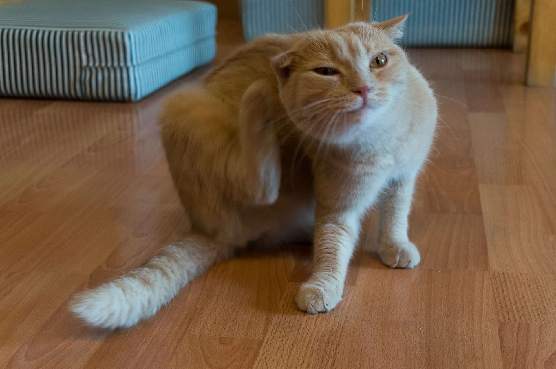 How to Tell if Your Cat Has Ear Mites Pango Pets