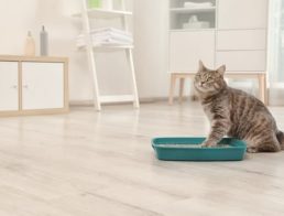The Best Cat Litter