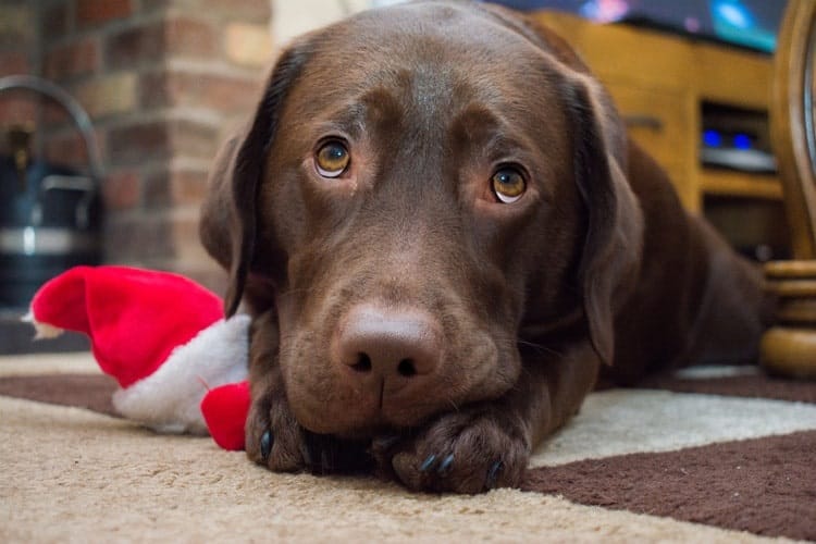 The Best Christmas Dog Toys