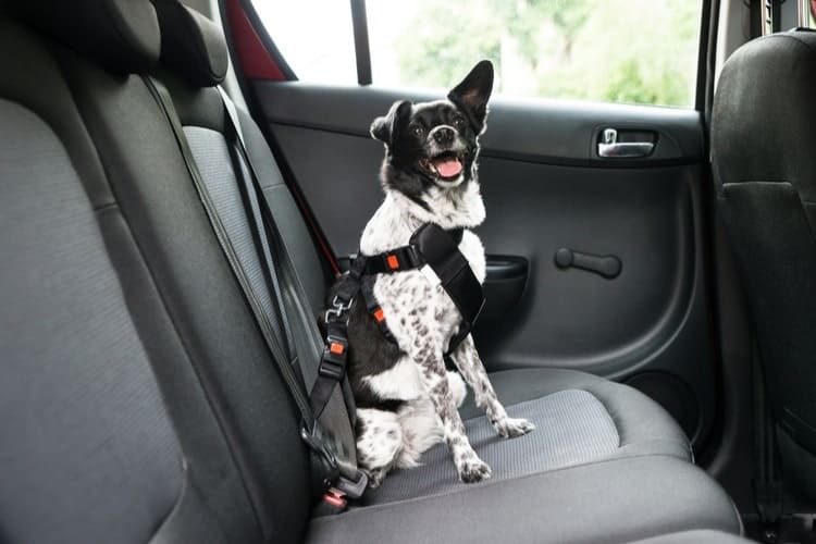 The Best Dog Seat Belts