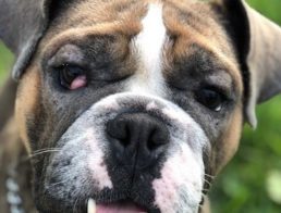 dog with cherry eye
