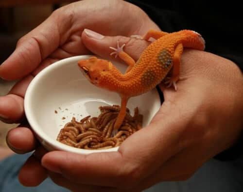 How to Feed Your Leopard Gecko