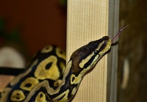 How to Feed Your Ball Python