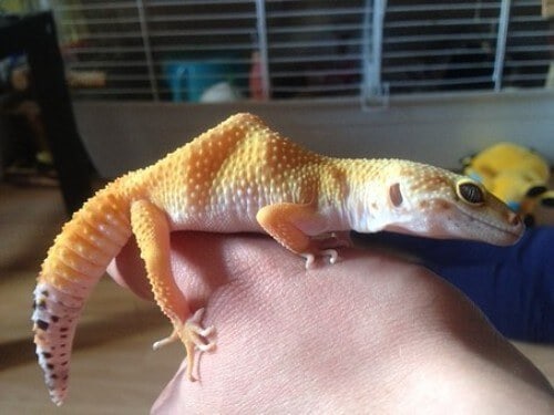 How to Pick Up Your Leopard Gecko