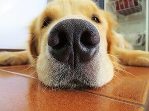 How to Know If Your Golden Retriever Is Happy and Healthy