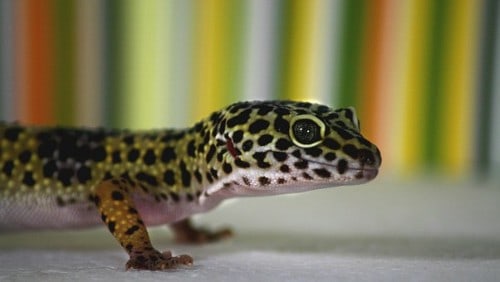 How to Tell If Your Leopard Gecko Is Happy and Healthy