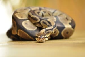 How to Know If Your Ball Python Is Happy and Healthy